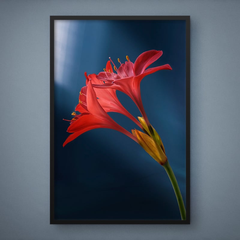 Quadro Decorativo Amaryllis