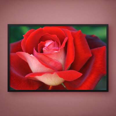 Quadro Decorativo Rosa em Close