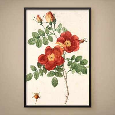 Quadro Decorativo Rosas Francesas