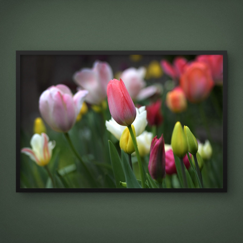 Quadro Decorativo Tulipas