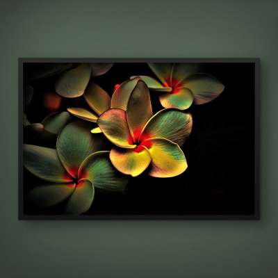 Quadro Decorativo Flor Frangipani