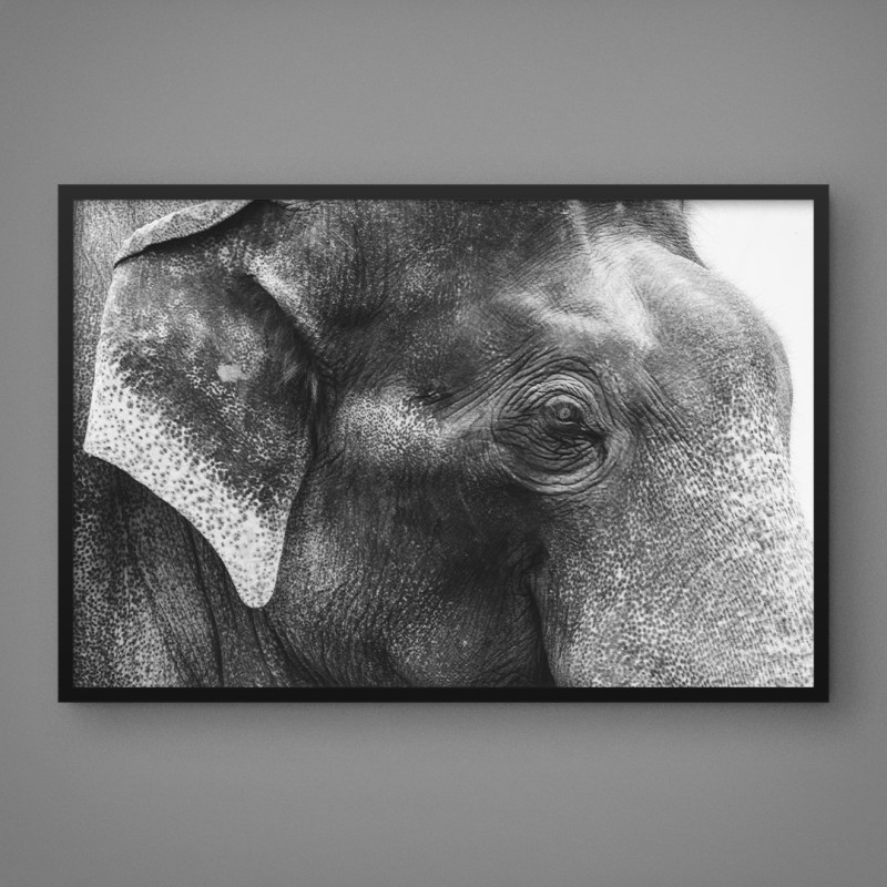 Quadro Decorativo Elefante de Perfil