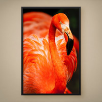 Quadro Decorativo Flamingo-americano