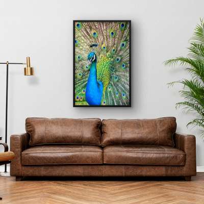 Quadro Decorativo Pavão Esplendoroso