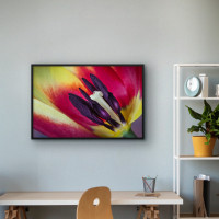 Quadro Decorativo Tulipa em Close